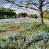 戸田川緑地2025年5月上旬（前編：花の丘と陽だまり館）