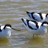 ソリハシセイタカシギが3羽　米子水鳥公園に珍鳥