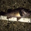 秋田第5戦＆根魚、投げサビキ釣り