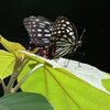 アカボシゴマダラ（チョウ目 アゲハチョウ上科 タテハチョウ科）