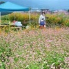 赤ソバとコスモス、時にトロッコ列車の共演も　高森町の湧水公園近くの畑