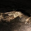 チャエリヨタカ(Fiery-necked Nightjar)