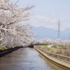 拾ヶ堰の桜並木