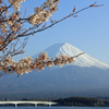 河口湖畔のサクラ