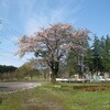 本日の桜