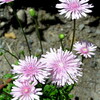 クレピスにも蕾