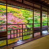 京都・実相院の秘密の庭園へ！床みどりと紅葉の絶景を求めて【アクセス方法も完全ガイド】