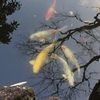 Mon.　池の鯉　鉢の越冬
