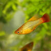 Five Main Reasons To Select Blue Platy Fish For Your Aquarium Tank