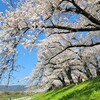 【京都】【桜】『背割堤さくらまつり』に行ってきました。 京都桜 女子旅 花写真