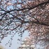 墨俣一夜城と桜