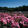 東京都立神代植物公園（調布市）の花(2022/6/5)