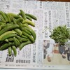 分断×選別×豆とスジ