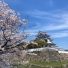 お花見日和：桜満開の岸和田城で子供たちと楽しいひととき