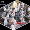 Bagaimana Cara Membudidaya Ayam Arab