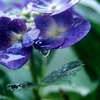 雨に濡れて・・・