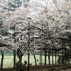 ▪ Ｒ４’  季節の風景　桜