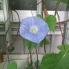 あさがお