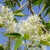 花木も宿根草も野菜も野鳥も！