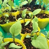 今年の春夏野菜育苗の新たな試み  ミニ畑2021