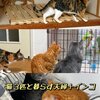 きなこちゃんとミケ茶、つみれちゃんがいっぱい31　猫3匹と暮らす夫婦