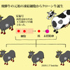 飛騨牛元祖のクローン牛生産技術はローマカトリックの新七つの大罪に触れるか？