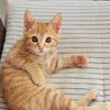 猫は芸術に欠かせない！　魅力ある動物ですね