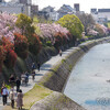 三条大橋の桜景