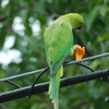 ノウゼンカズラの花を食べるインコ