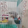 文鳥だんごは食欲旺盛。