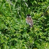 ２０２３年６月、北海道の羅臼にてシャチと野鳥観察。（アルパインツアーサービスが企画した二泊三日のシャチと野鳥観察ツアーに参加。）その４三日目。