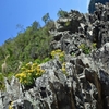 海岸の崖の植物