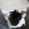 ひよこ