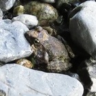 正寿院の猪目窓❤（再録） - お気楽忍者のブログ 参ノ巻