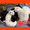 全員集合！いつもひとりぼっちの猫が、みんなと仲良くできるようになりました。A lone cat can now get along with everyone.