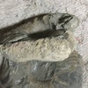 りん㊙️㊙️さんに非難された稚内宗谷岬アンモナイト
