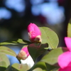 ♪♪　山茶花の花と蕾　♪♪