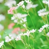【業務連絡】6月のセッション可能日について