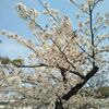 さらに、桜便り