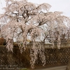 行里川の枝垂れ桜・・