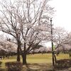 さくらの杜公園の桜・・