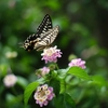 AUTO YASHINON DS-M 50mm F1.7 ご近所試し撮り