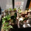 サボテンその他