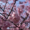 桜が咲きだしていた