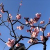 桜が満開?・・今年は春が来るのが早いようで・・