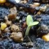 2022年3月18日「シソの発芽と、春菊、ブロッコリーの種まき」