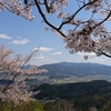 名残りの桜