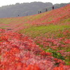 矢勝川の彼岸花