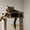 キャットタワーで寛ぐあんころもち特集31