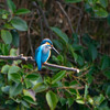 公園の野鳥達